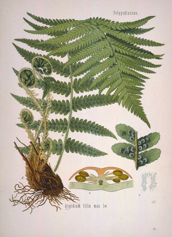 grünlilie 'bonnie pflege Grünlilie 'Green Bonnie'